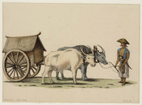 BB+ 030b
          <br/>
          Pedattie (kar) getrokken door twee karbouwen met een Javaanse voerman
          <br/>
          <em>Koning, Elisabeth Johanna (1816-1887)</em>